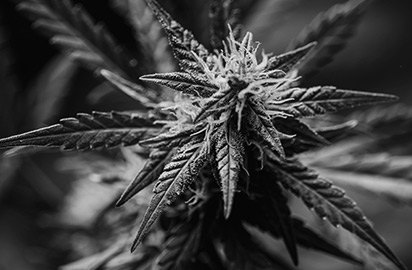 Close-up black and white image of a cannabis plant. The plant's leaves are pointed and covered with fine trichomes, creating a textured appearance. The background is blurred, highlighting the intricate details of the plant.
