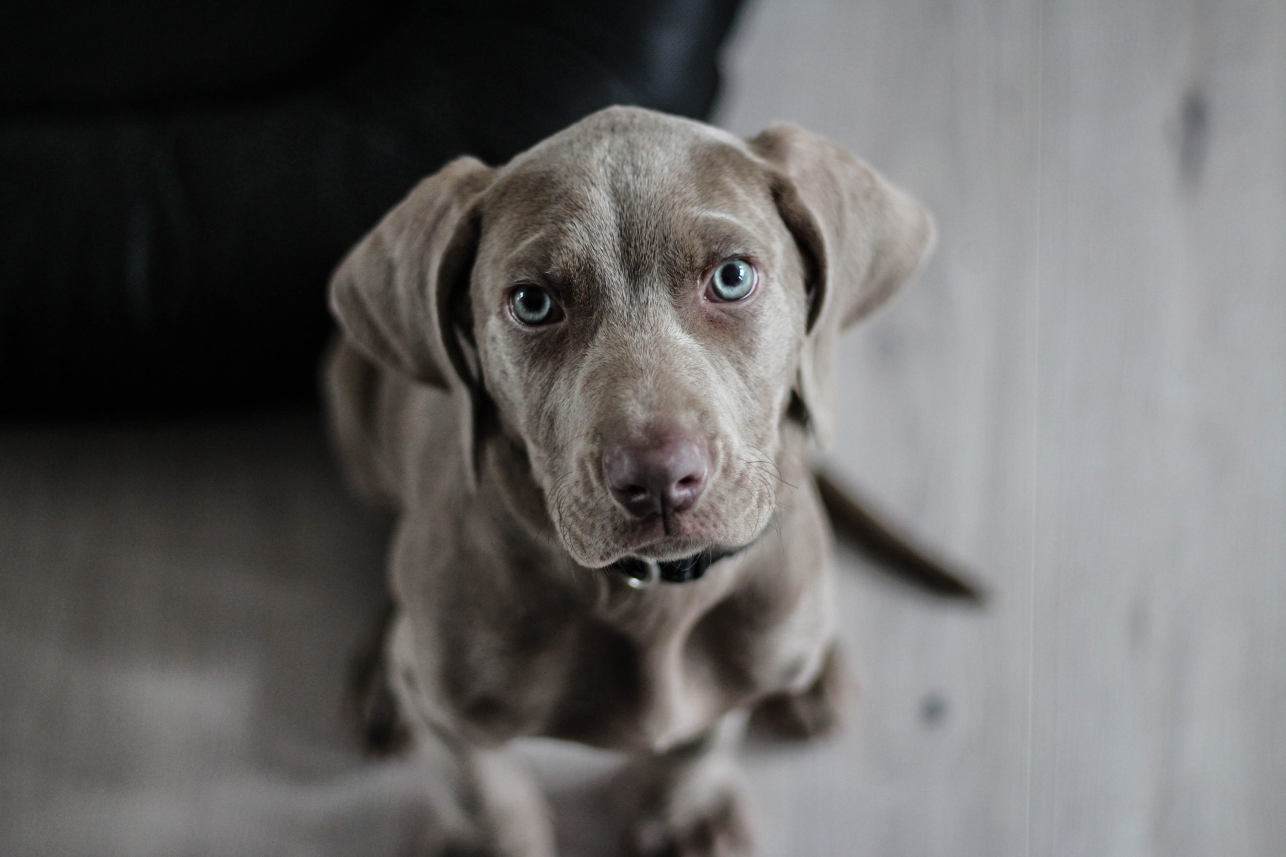 A close-up view of a gray puppy with light eyes looking directly at the camera evokes a tender moment. In Texas, where animal laws protect against cruelty, this curious pup stands out against the blurred wooden floor, inviting you to appreciate its innocent gaze.