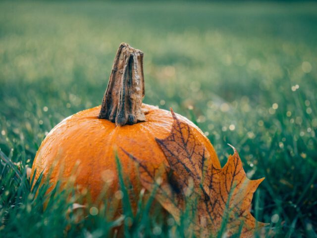 A small orange pumpkin with a brown stem sits on lush green grass, partially covered by a dry autumn leaf, symbolizing the serene ambiance of a Texas homeowner's yard. The background is softly blurred, evoking the calm before taking Halloween precautions.