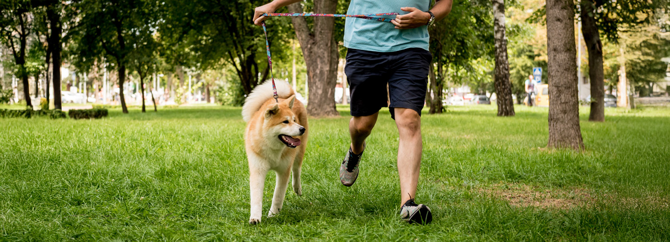 A person in a blue shirt and black shorts is walking a fluffy dog on a leash through a grassy park. The dog looks happy, and trees are visible in the background.