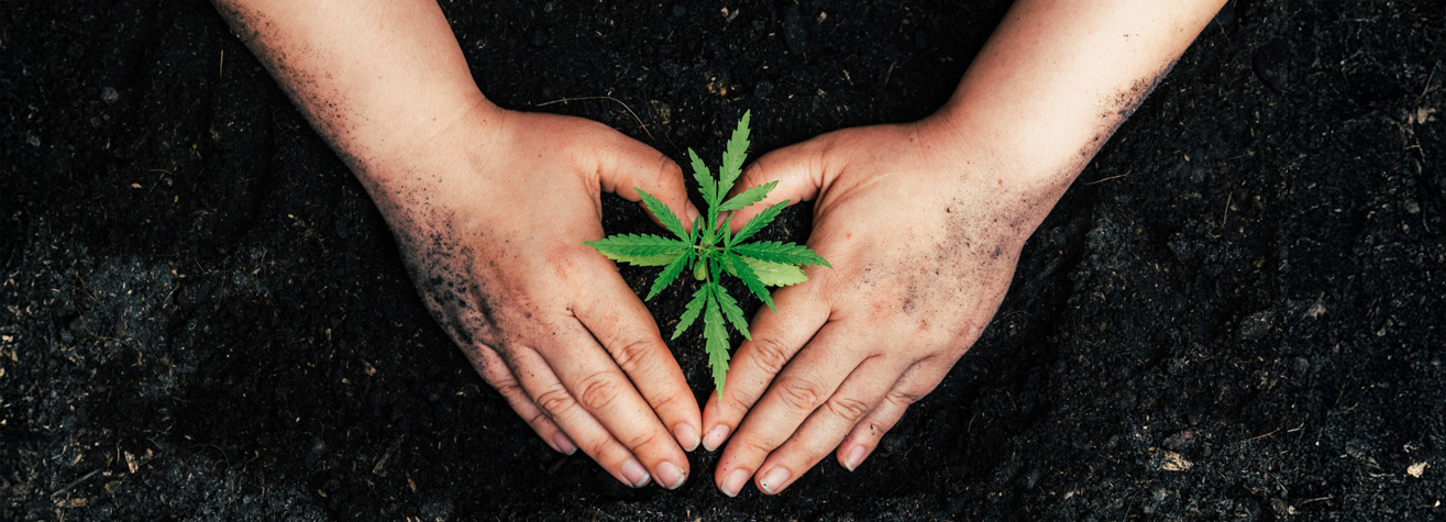 Hands gently surround a small green plant growing in rich, dark soil. The hands are slightly dirty, showing involvement in gardening or planting. The scene conveys nurturing and care for the young plant.